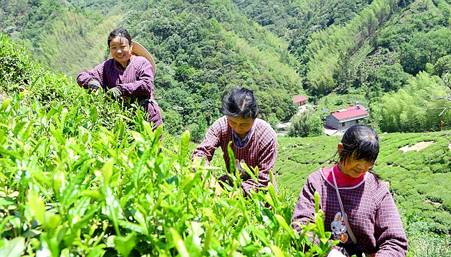 核心产区摘茶忙